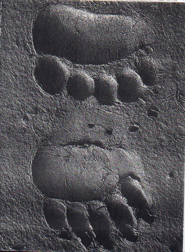bear track