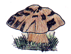 bolete