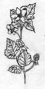 EDIBLE AND USEFUL PLANTS OF SCAMMON BAY, ALASKA