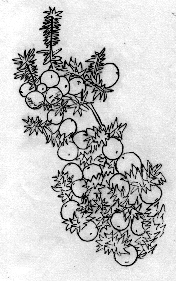 EDIBLE AND USEFUL PLANTS OF SCAMMON BAY, ALASKA