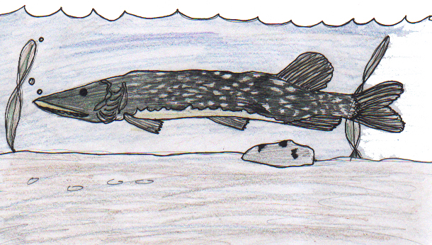Northern Pike