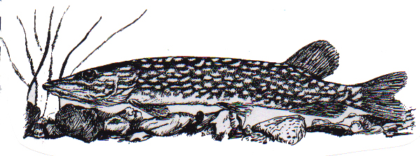 A few parent whoppers