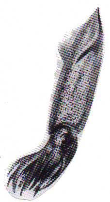 Adventures Under the Sea