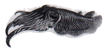 Adventures Under the Sea