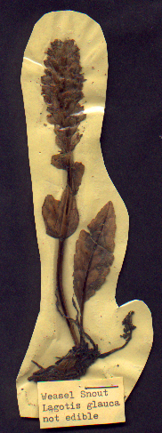 Weasel snout