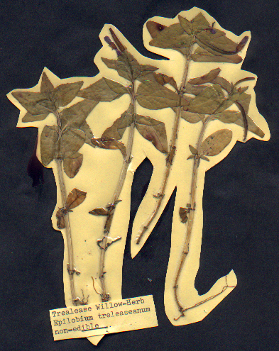 Trealease Willow-Herb