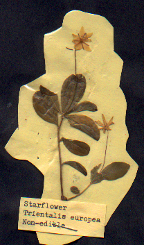 Starflower