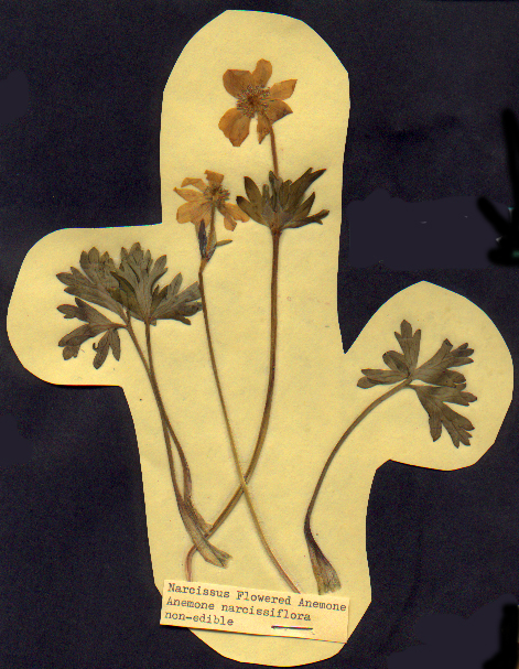 Narcissus Flowered Anemone