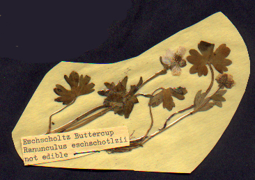 Eschscholtz Buttercup