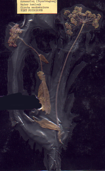 Arnaurluq (Uquutvaguaq)