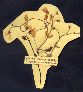 Alaska Spring Beauty