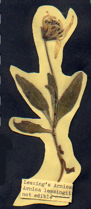 Lessing's Arnica