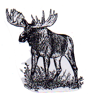 "If I were a Moose..."