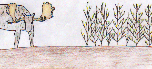 Richard's First Moose