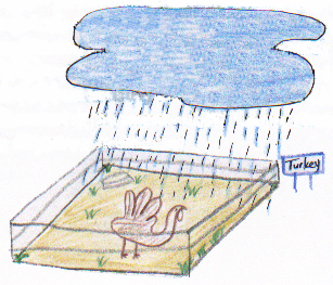 My Crazy Life as a Turkey 