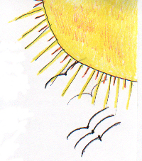 Through the Eyes of A Turkey