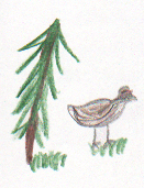 How The Ptarmigan Changed The Seasons