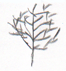 How The Ptarmigan Changed The Seasons