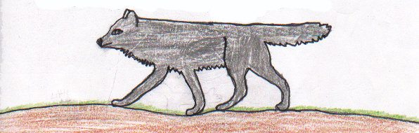 Why Wolves Are So Big 