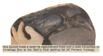 Ravens: Not Easy To Catch