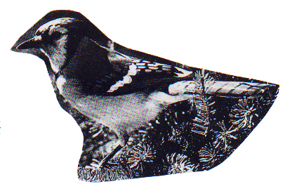 Blue Jay 