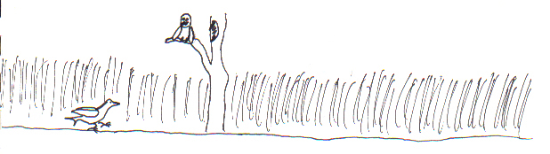 White Raven turns Black 