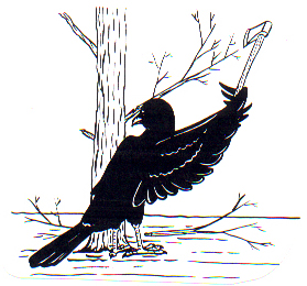 Raven's Stories from S.E. Alaska