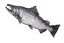 Other Student Stories