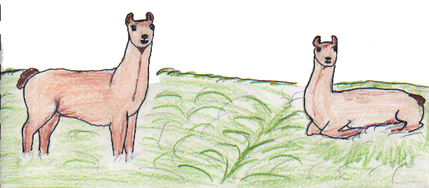 Frank's Summer in South America 