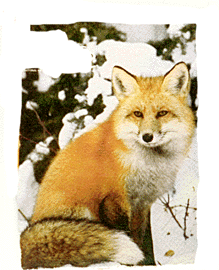 Akula Fox