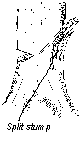 split stump