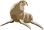 Sea Lion