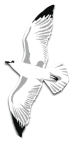 sea gull