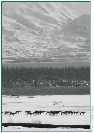 Mount Sanford with caribou on the Copper River.
