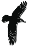 raven