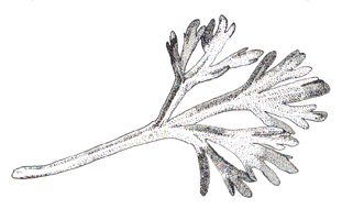 Artemisia alaskana leaf