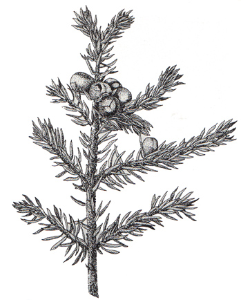 Juniper