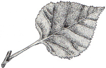 Birch leaf