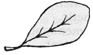 oblanceolate leaf