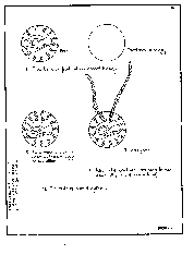medallion design