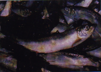 herring