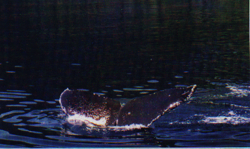 whale tail