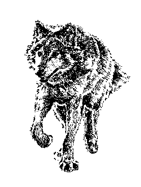 wolf
