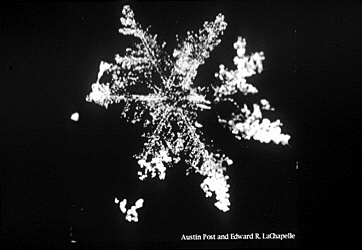 A close up photo of a stellar snow