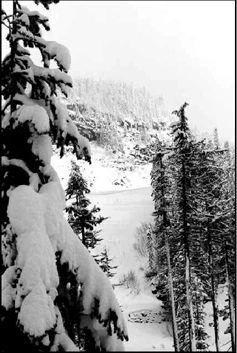 Snow in Trees