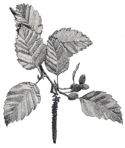 Alder