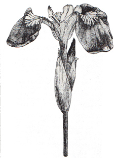Iris