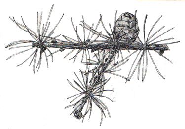 Larch
