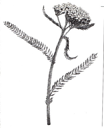 Yarrow