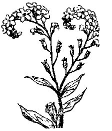 forget-me-not